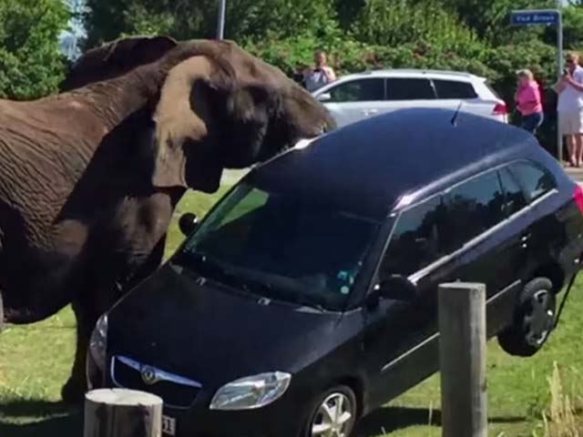 La Skoda ne fait pas le poids face à un éléphant