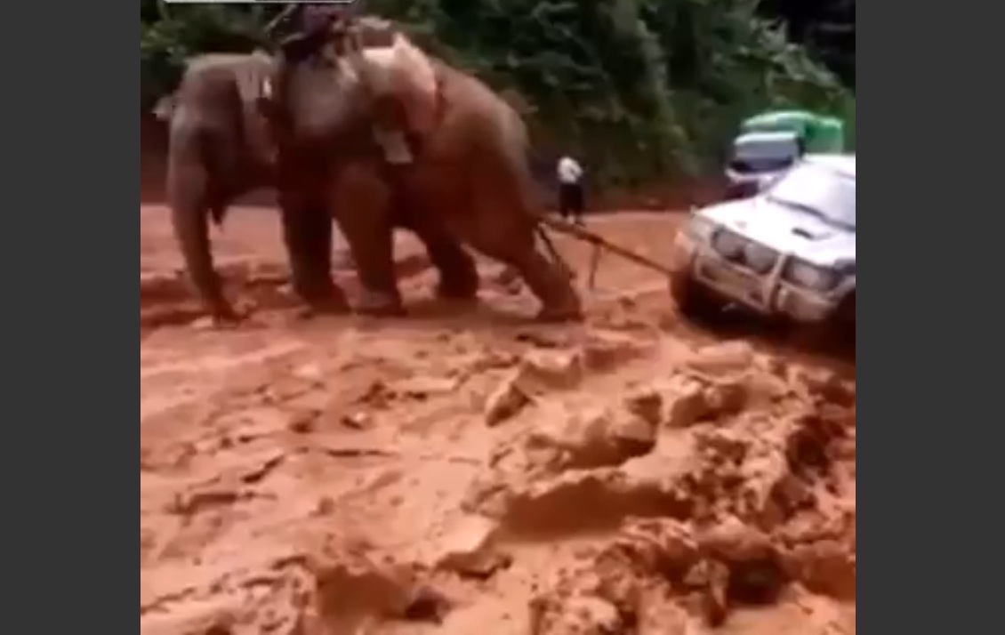 Vidéo : l'éléphant, le Saint-Bernard du 4x4