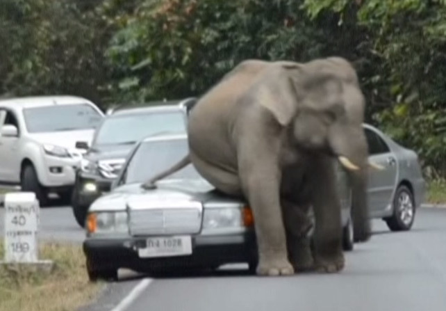 Un éléphant pulvérise les voitures qu'il croise
