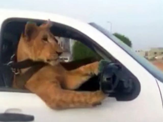 Vidéo : il roule avec un lion sur le siège passager