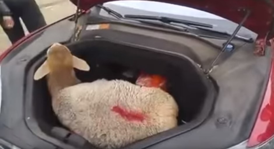 Tesla S : un mouton dans le moteur