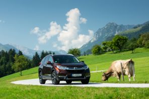 Honda CR-V 2018 marron action avant droite avec une vache