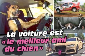 La voiture est "le meilleur ami du chien"