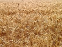 Le blé est utilisé pour la production de bioéthanol mais il s'agit de blé fourrager impropre à la consommation humaine.
