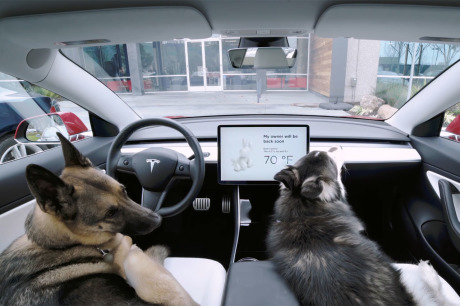 tesla model 3 mode chien
